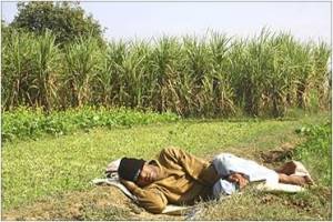 Man sleeping in the farm