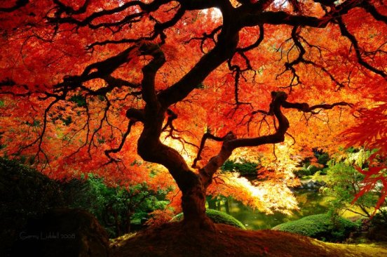 japanese_maple_in_fall_color_800w